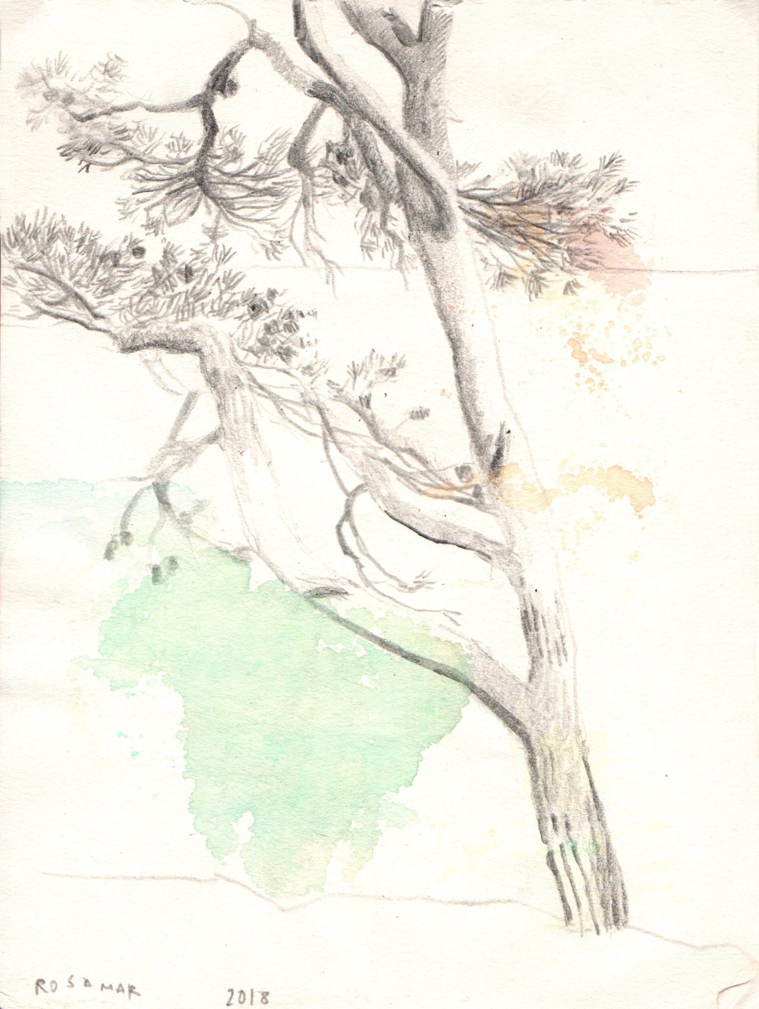 pino-mediterráneo-acuarela-y-grafito-lápiz-alejandra-caballero-dibujo